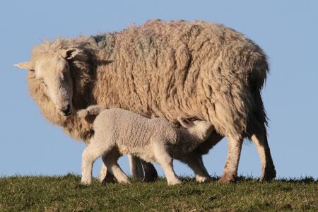 Sheep feeding lambs in  in rural countryside