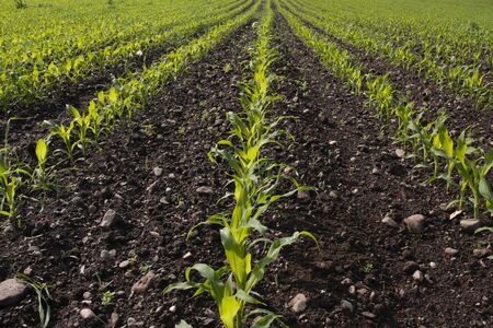 Corn seedlings growing in rural field in early spring