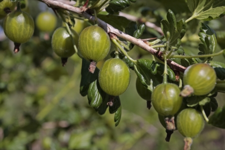 Ripe green gooseberry plantの写真素材
