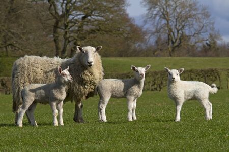 lambs grazing in rural field