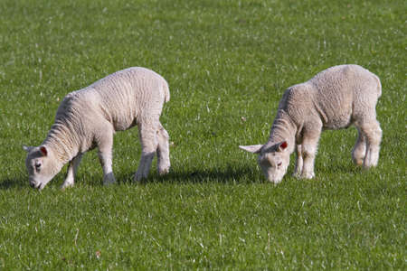 lambs grazing in rural fieldの写真素材