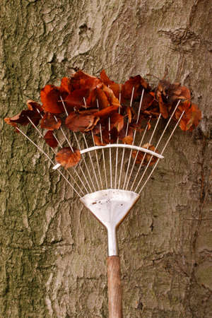 Raking autumn keaves on grass lawn