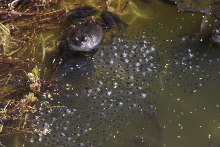 Common frog closeup in pond with spawnの写真素材