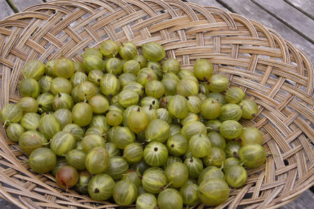 Freshly picked up gooseberries on basketの写真素材
