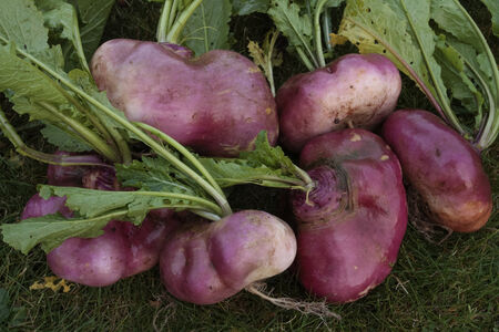 Turnips freshly dug out