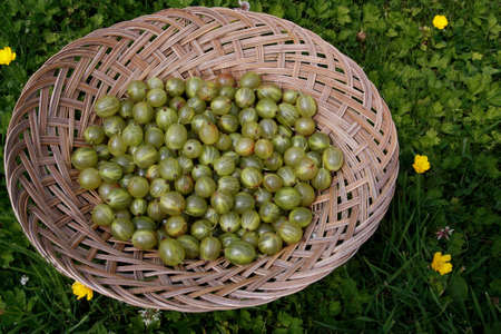 Freshly picked up gooseberries on basketの写真素材