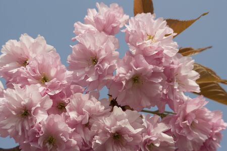 Pink Cherry blossom flowers in early springの写真素材