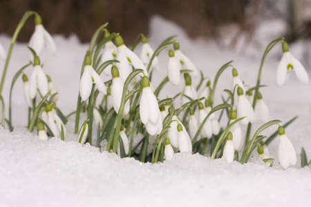 Snowdrop flowers growing in snow