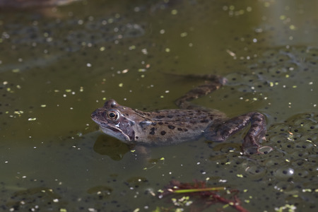 Common frog closeup in pond with spawnの写真素材