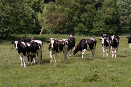 Cows grazing in fresh pastureの写真素材