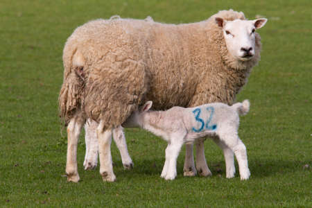 Sheep and lamb in rural countrysideの写真素材
