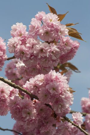 Pink Cherry blossom flowers in early springの写真素材