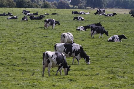 Cows grazing in fresh pastureの写真素材