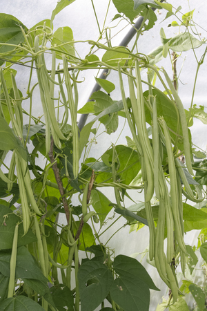 Green string beans plants growing in green houseの写真素材