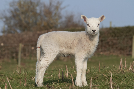 lambs grazing in rural fieldの写真素材