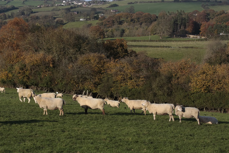 Sheep and lambs grazing in rural fieldの写真素材