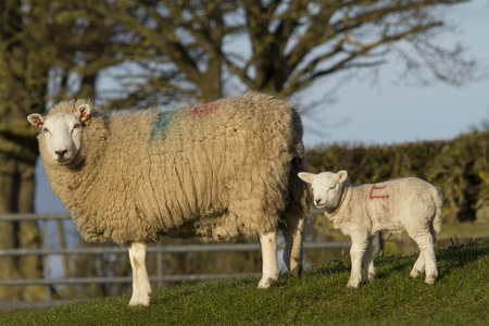 Sheep and lamb resting in rural countryside