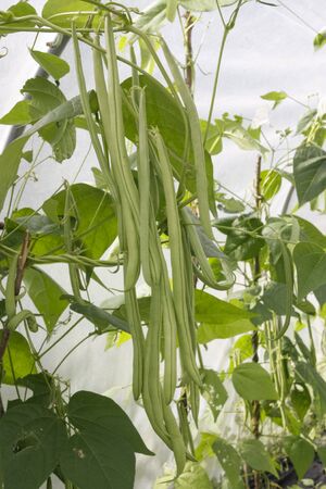 Green string beans plants growing in green houseの写真素材