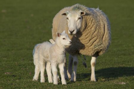 Sheep and lamb in rural countrysideの写真素材