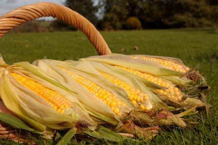 Freshly picked ripe corn