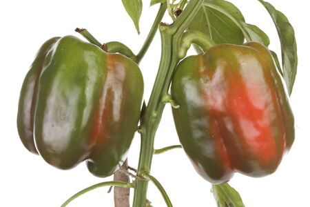 Peppers plant growing over white backgroundの写真素材
