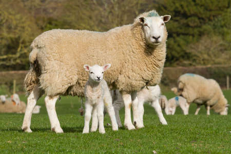 Sheep and lamb in rural countrysideの写真素材