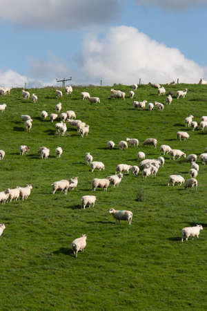 Sheep and lambs grazing in rural fieldの写真素材