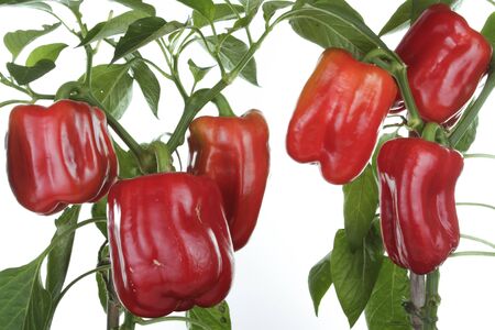 Peppers plant growing over white backgroundの写真素材