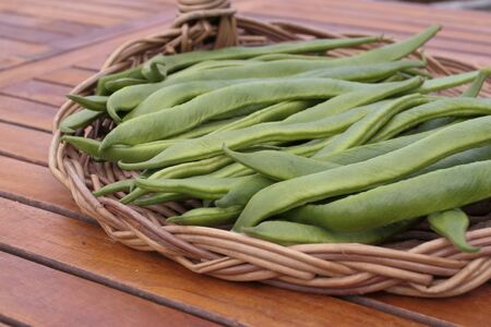 Freshly picked up broad beansの写真素材