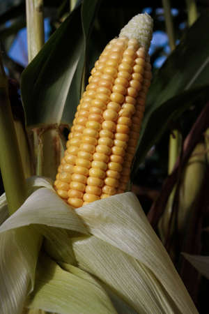 Corn field crop growing in rural areaの写真素材