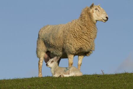 Sheep and lamb resting in rural countrysideの写真素材