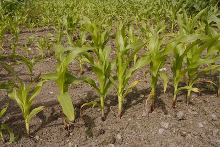 Corn field crop growing in rural areaの写真素材