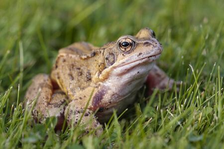 Common frog closeup on grassの写真素材
