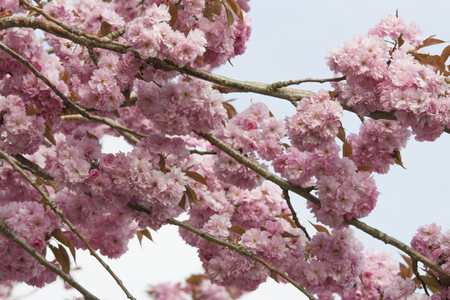 Pink Cherry blossom flowers in early springの写真素材