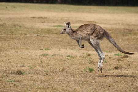 Running kangaroo