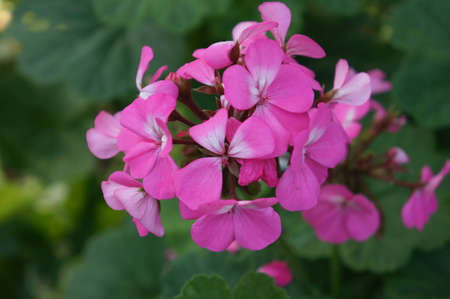 Pink Flowers              