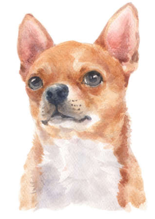 Water colour painting of Chihuahua dogの写真素材