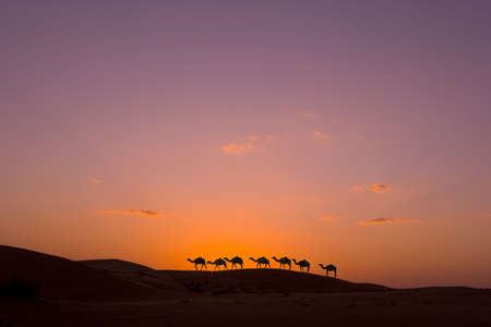 camel caravan in the desertの写真素材