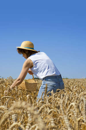 grain harvest