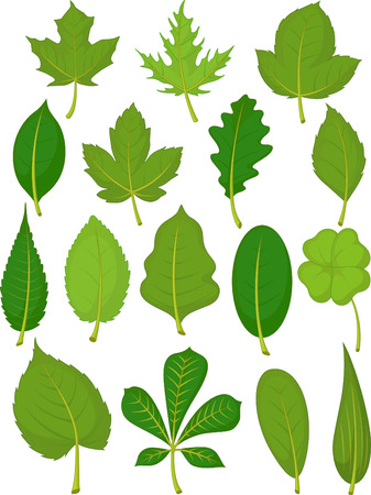 Leaves Set - Green Leavesのイラスト素材