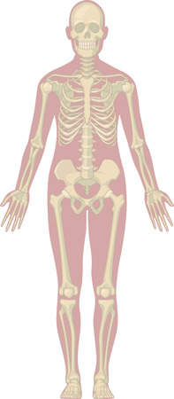 Human Body Anatomy - Skeletonのイラスト素材