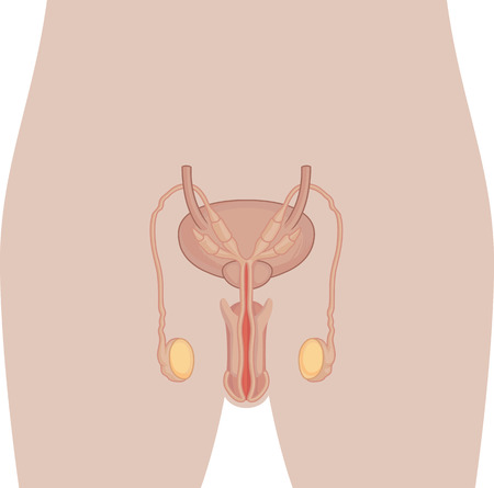 Human Body Anatomy - Male Reproduction Organのイラスト素材