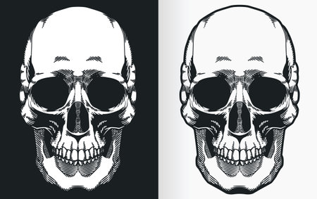 A silhouette contour of a human skull from front view perspectiveのイラスト素材