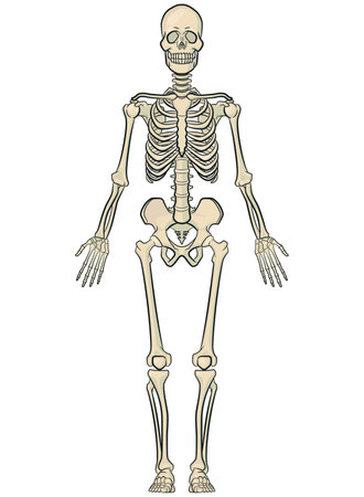 Human Body Bones Anatomy Skeleton Modelのイラスト素材