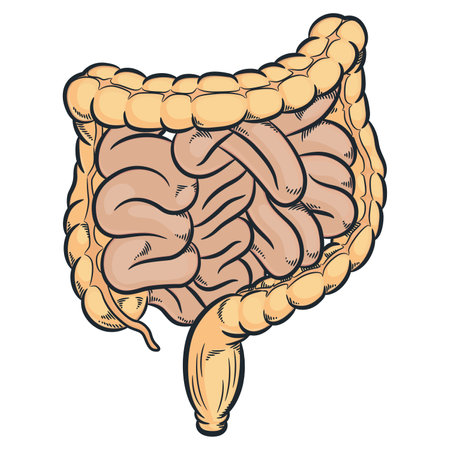 Human Intestines Colon Digestive Innards Organsのイラスト素材