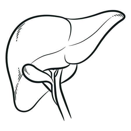 Sketch Human Liver Digestion Bile Organのイラスト素材