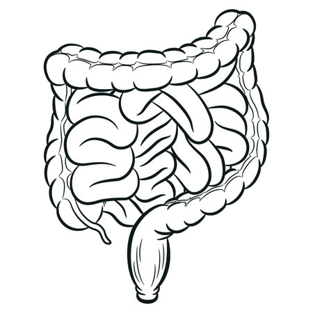 Sketch Human Intestine Tracts Digestion Colon Visceraのイラスト素材