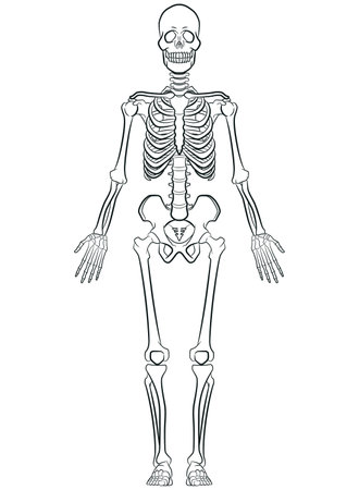 Sketch Human Biology Skeleton System Diagramのイラスト素材