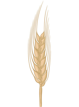 Barley Stalk Crop Ear Sheaf Cartoonのイラスト素材
