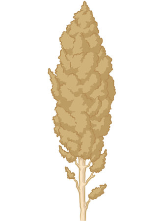 Sorghum Stalk Crop Ear Sheaf Cartoonのイラスト素材